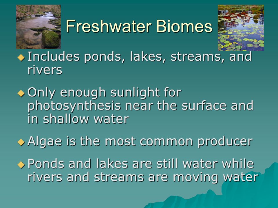 Freshwater Biomes Includes ponds, lakes, streams, and rivers
