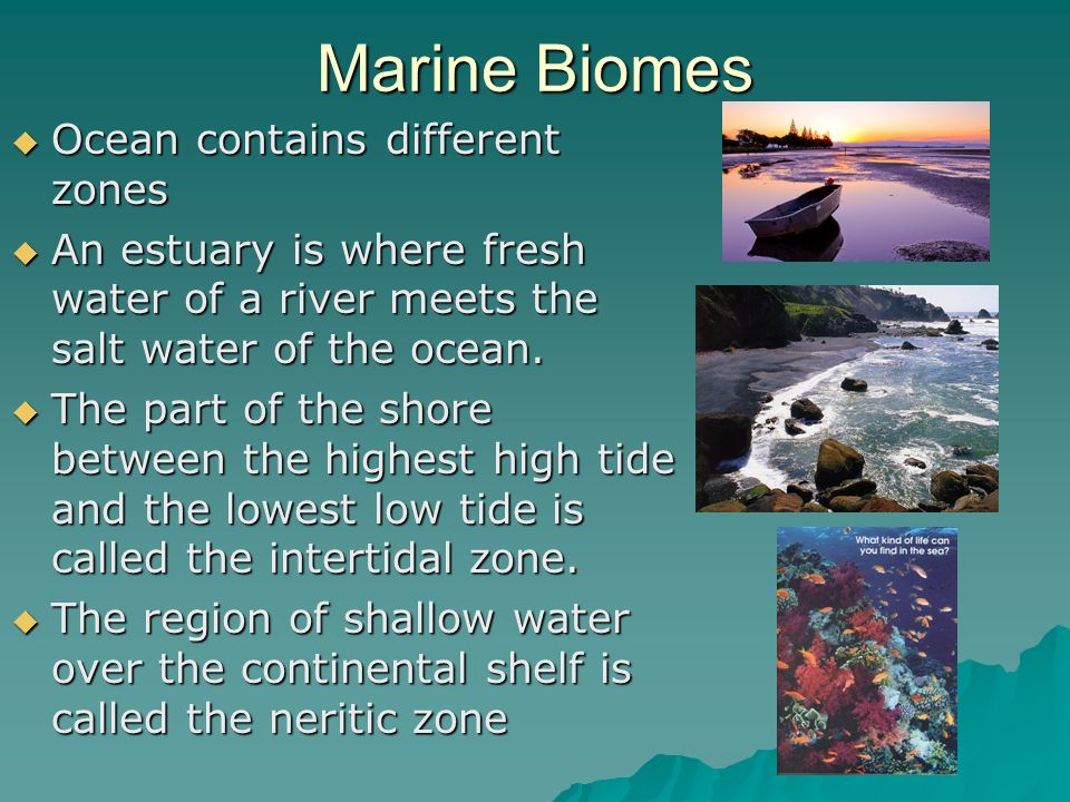 Marine Biomes Ocean contains different zones