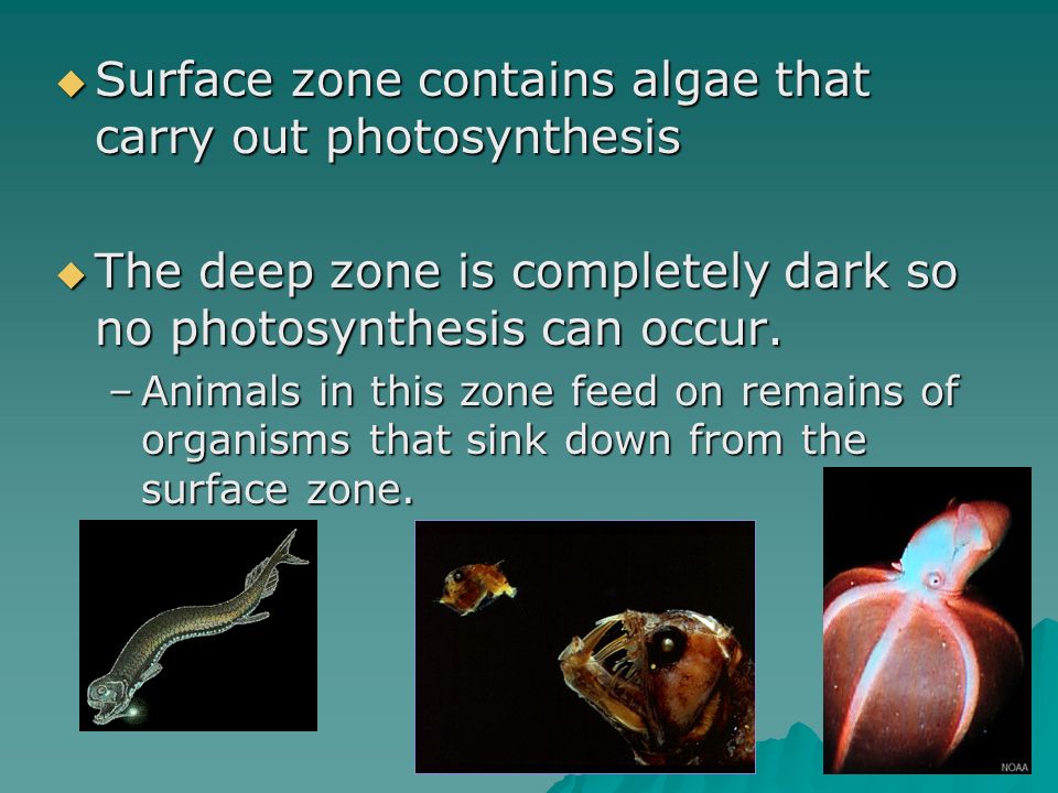 Surface zone contains algae that carry out photosynthesis
