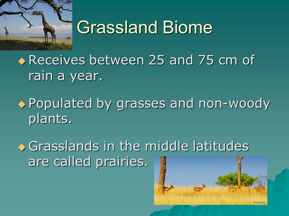Grassland Biome Receives between 25 and 75 cm of rain a year.