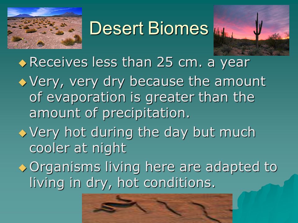 Desert Biomes Receives less than 25 cm. a year