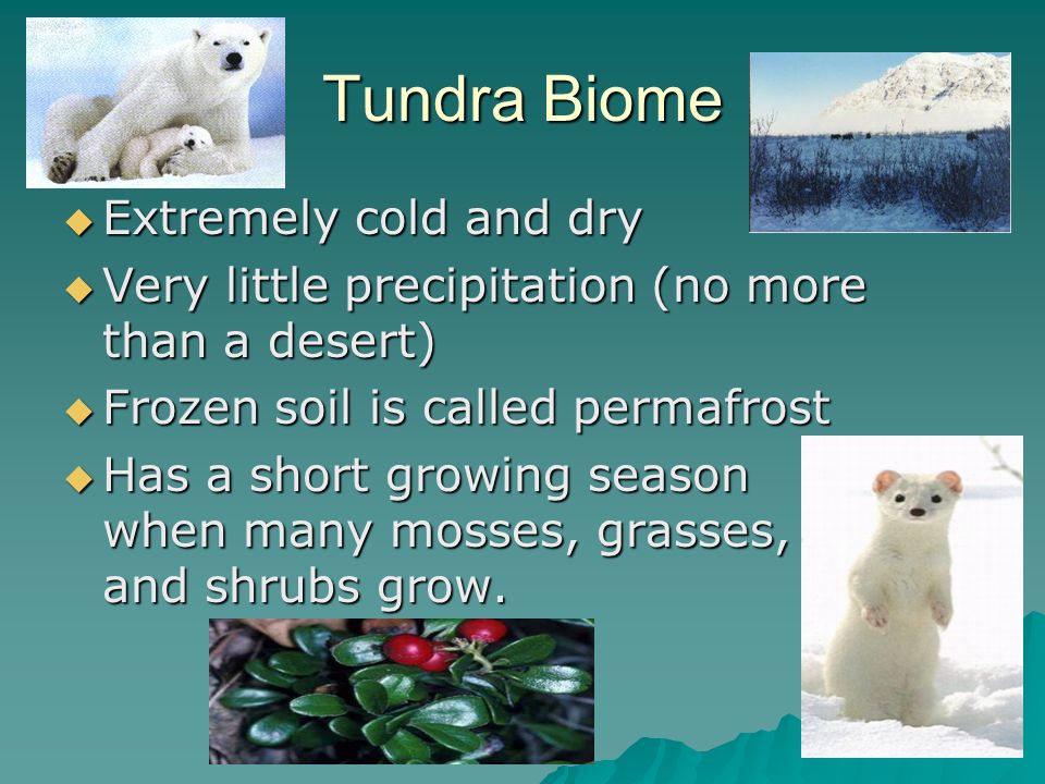 Tundra Biome Extremely cold and dry