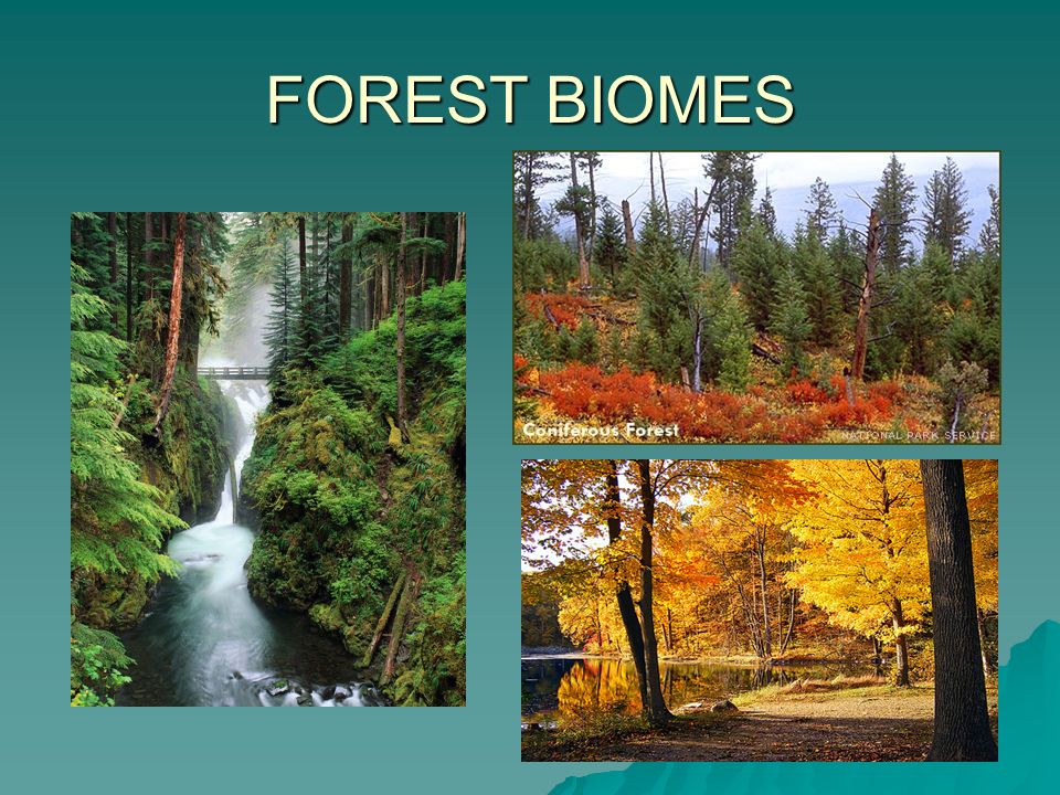 FOREST BIOMES