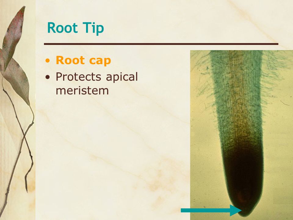 Root Tip Root cap Protects apical meristem