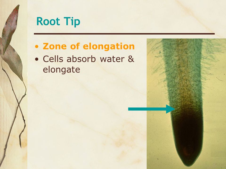 Root Tip Zone of elongation Cells absorb water & elongate