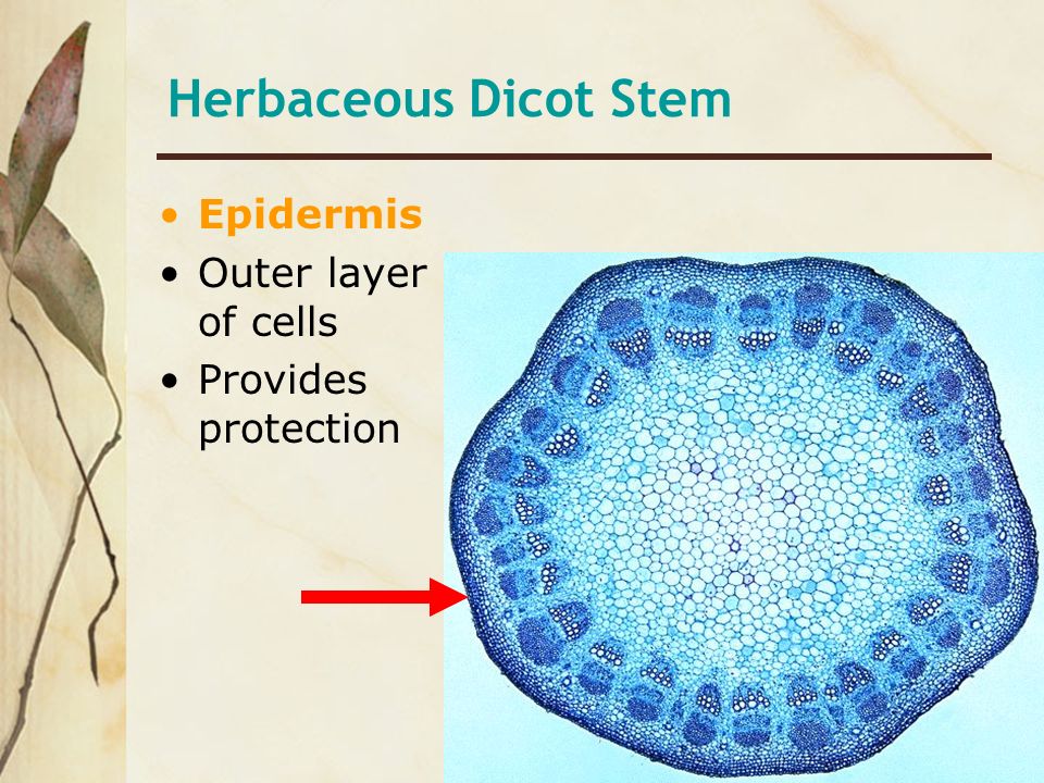 Herbaceous Dicot Stem Epidermis Outer layer of cells