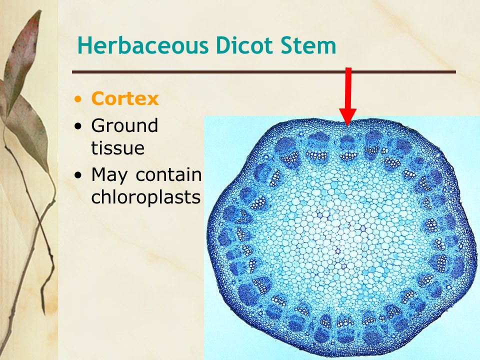 Herbaceous Dicot Stem Cortex Ground tissue May contain chloroplasts