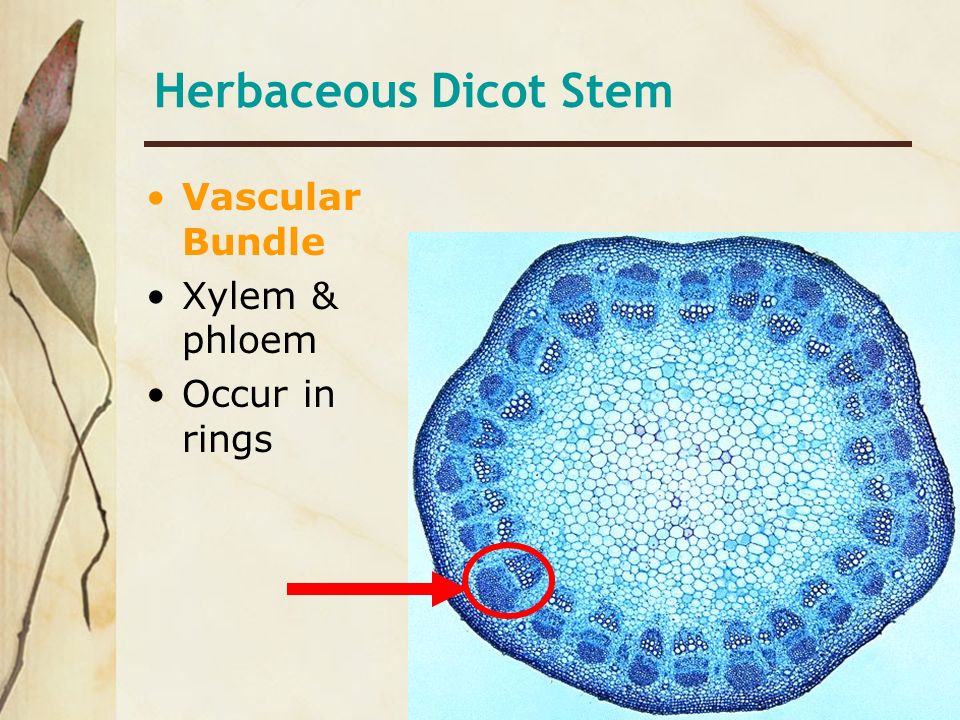 Herbaceous Dicot Stem Vascular Bundle Xylem & phloem Occur in rings