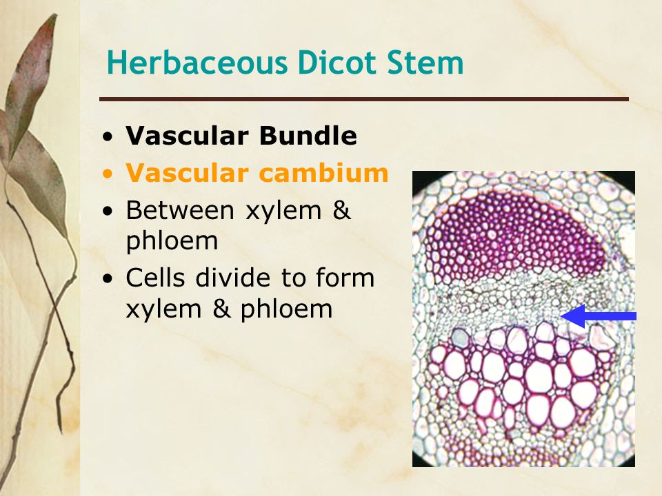 Herbaceous Dicot Stem Vascular Bundle Vascular cambium