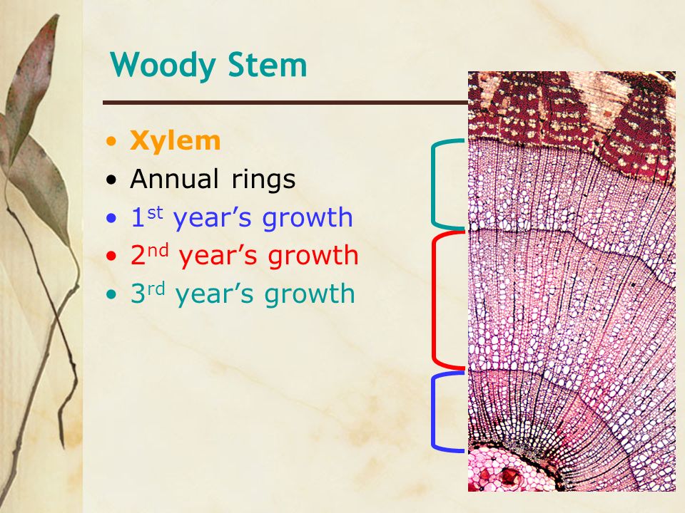 Woody Stem Xylem Annual rings 1st year’s growth 2nd year’s growth