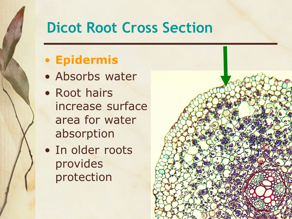 Dicot Root Cross Section