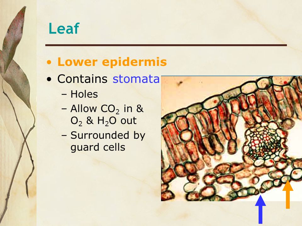 Leaf Lower epidermis Contains stomata Holes