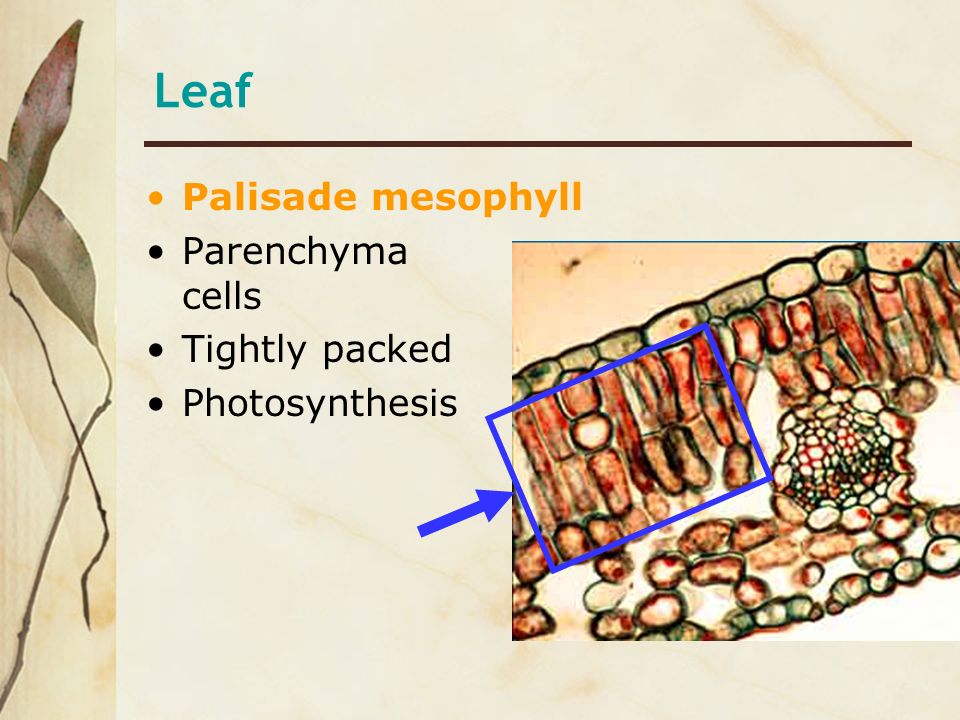 Leaf Palisade mesophyll Parenchyma cells Tightly packed Photosynthesis