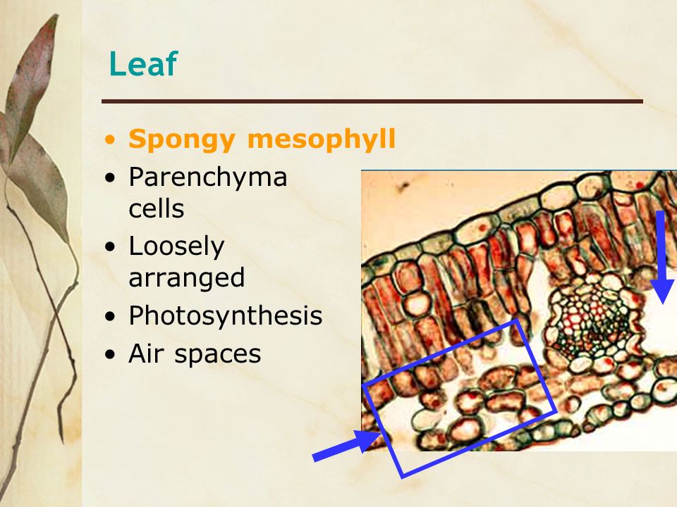 Leaf Spongy mesophyll Parenchyma cells Loosely arranged Photosynthesis
