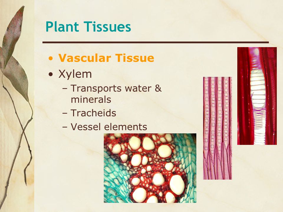 Plant Tissues Vascular Tissue Xylem Transports water & minerals