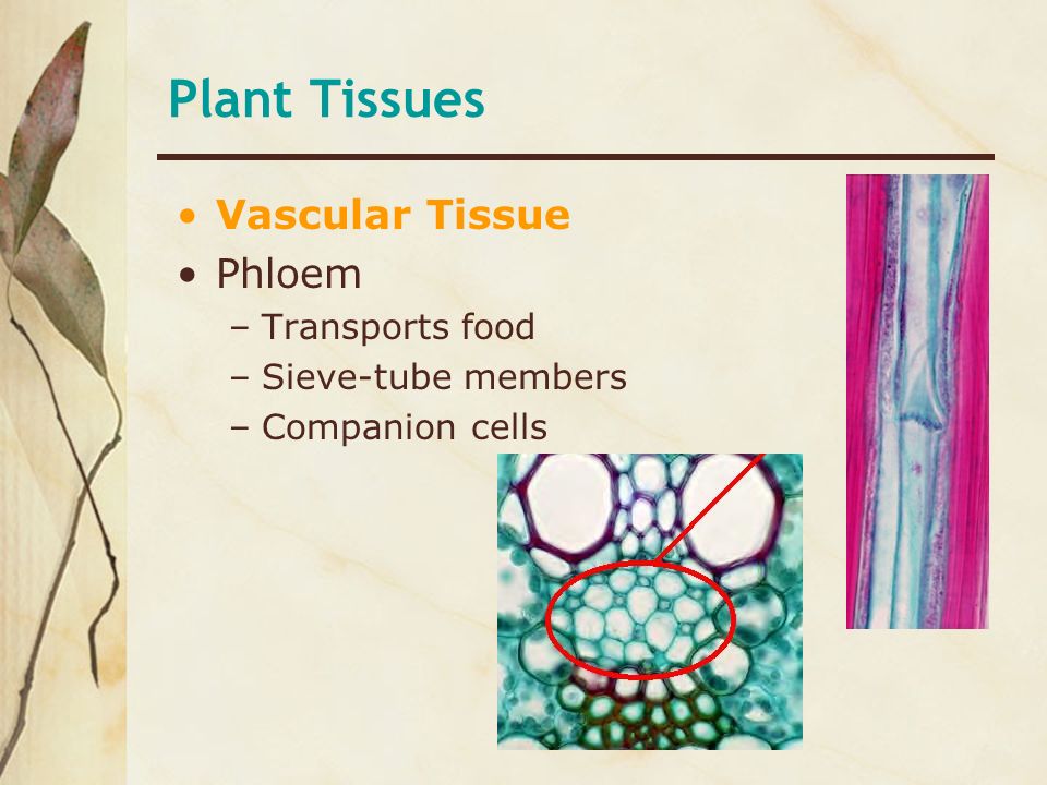 Plant Tissues Vascular Tissue Phloem Transports food