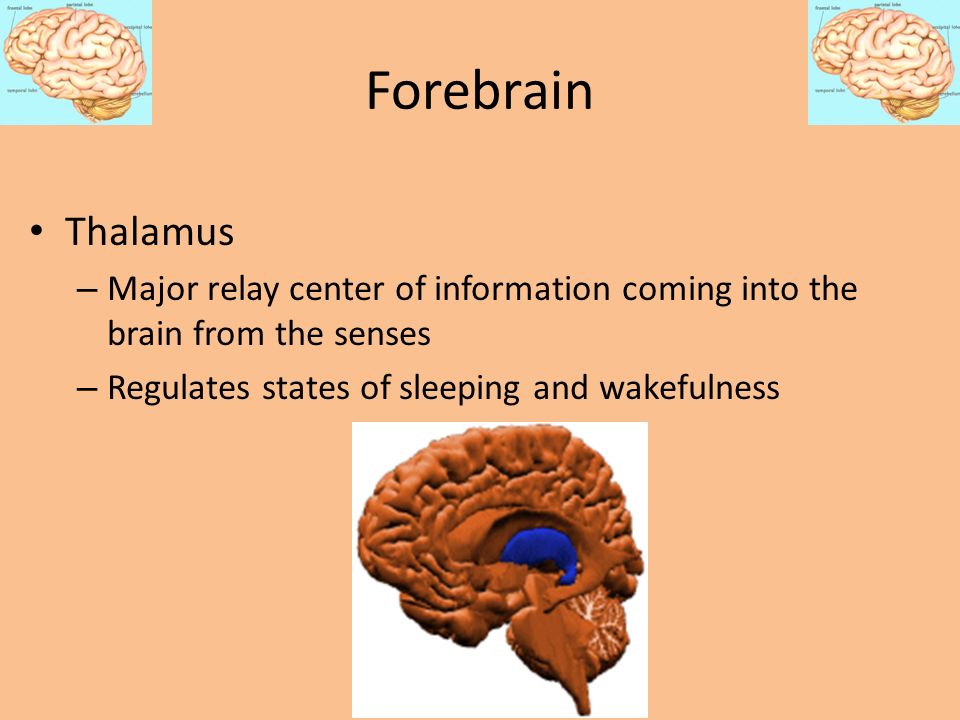 Forebrain Thalamus. Major relay center of information coming into the brain from the senses.