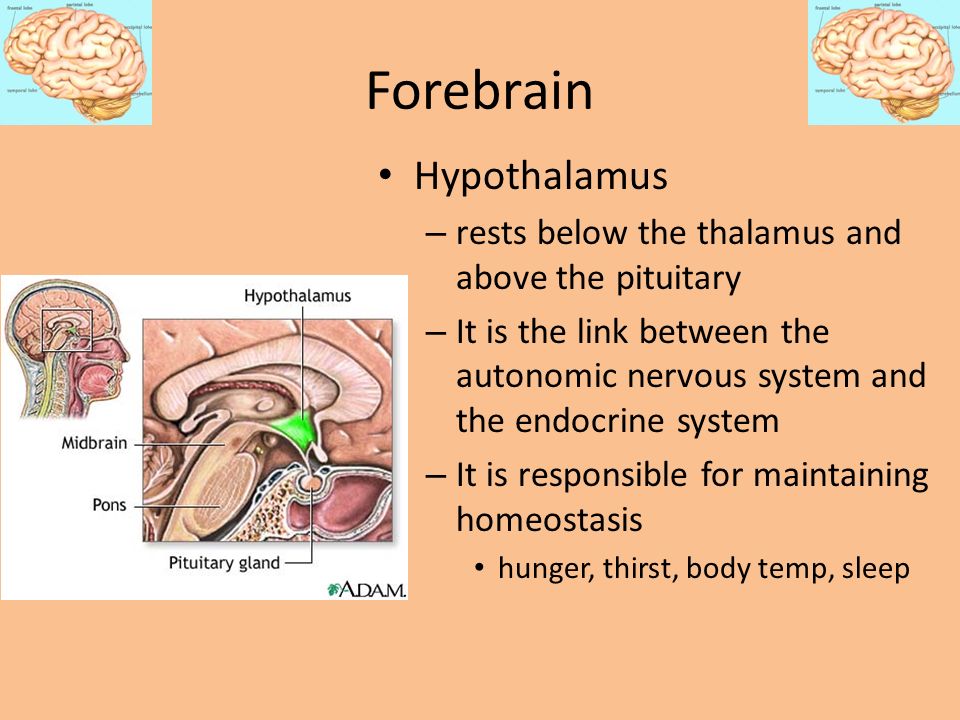 Forebrain Hypothalamus