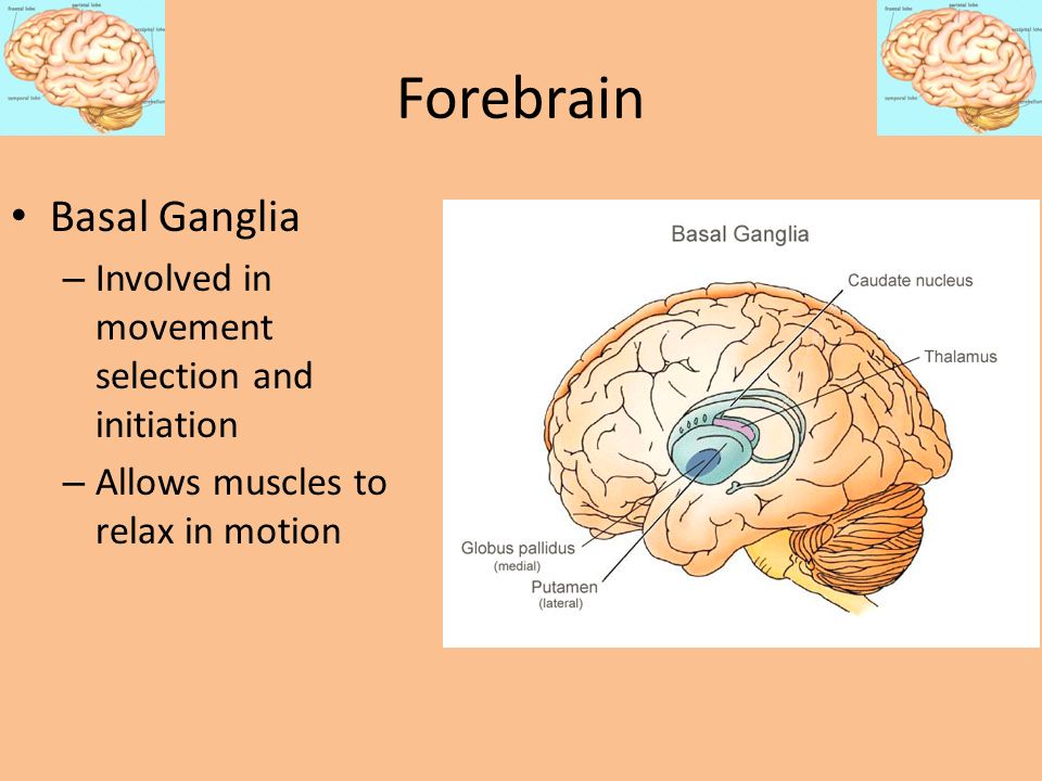 Forebrain Basal Ganglia Involved in movement selection and initiation