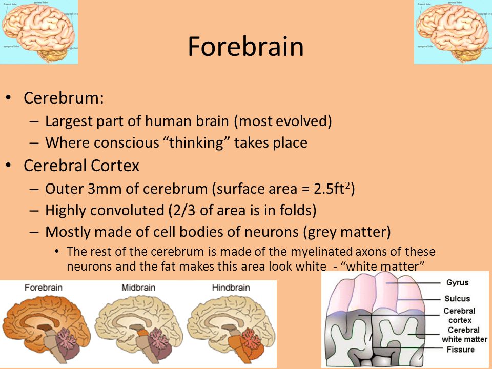 Forebrain Cerebrum: Cerebral Cortex