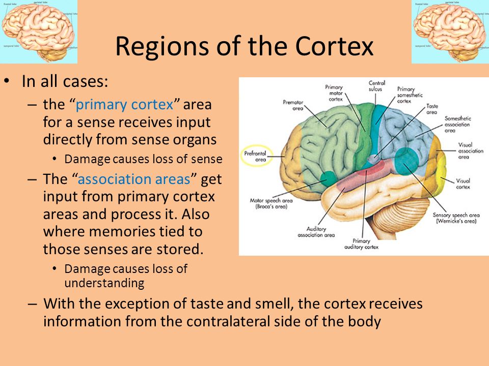 Regions of the Cortex In all cases: