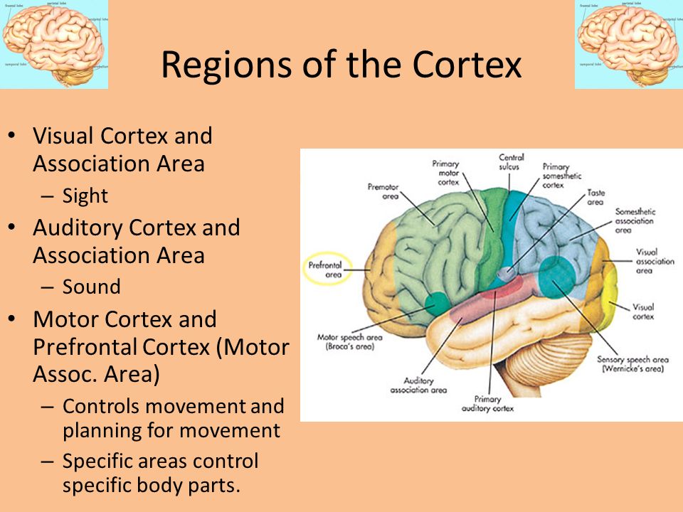 Regions of the Cortex Visual Cortex and Association Area