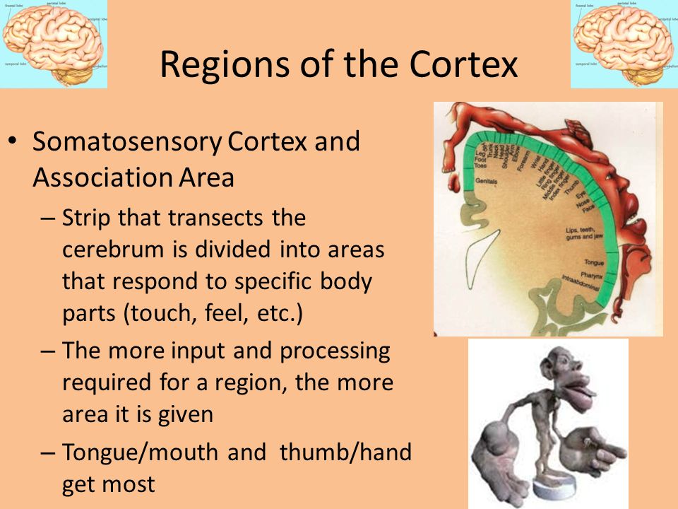Regions of the Cortex Somatosensory Cortex and Association Area
