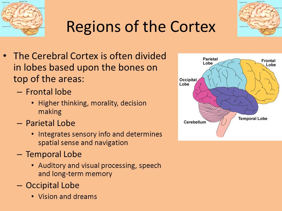 Regions of the Cortex The Cerebral Cortex is often divided in lobes based upon the bones on top of the areas: