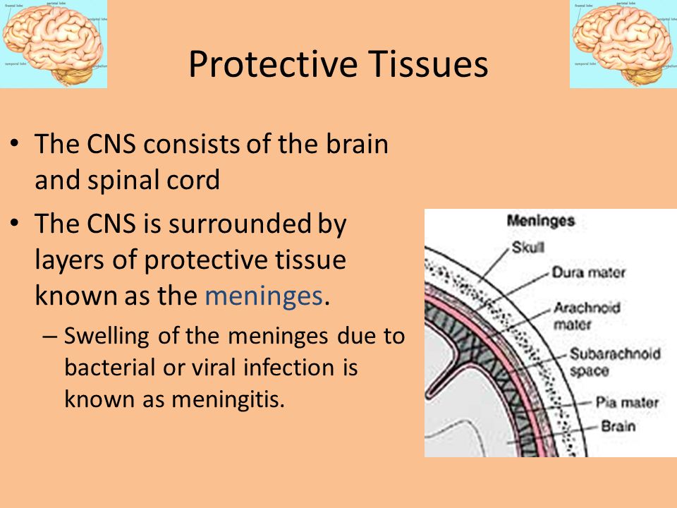 Protective Tissues The CNS consists of the brain and spinal cord
