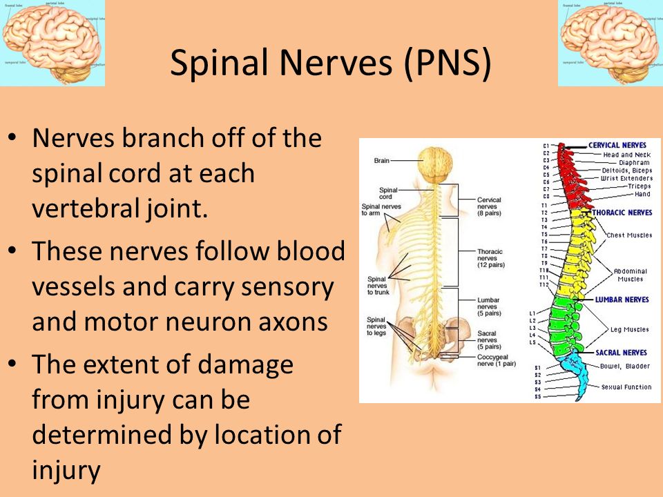 Spinal Nerves (PNS) Nerves branch off of the spinal cord at each vertebral joint.