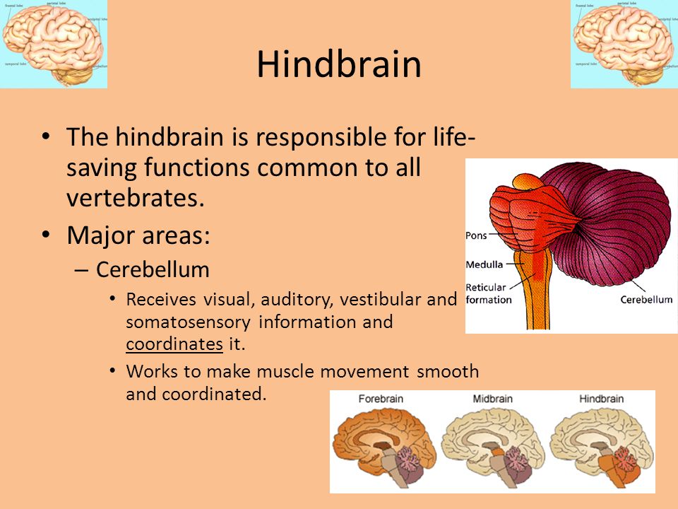 Hindbrain The hindbrain is responsible for life-saving functions common to all vertebrates. Major areas: