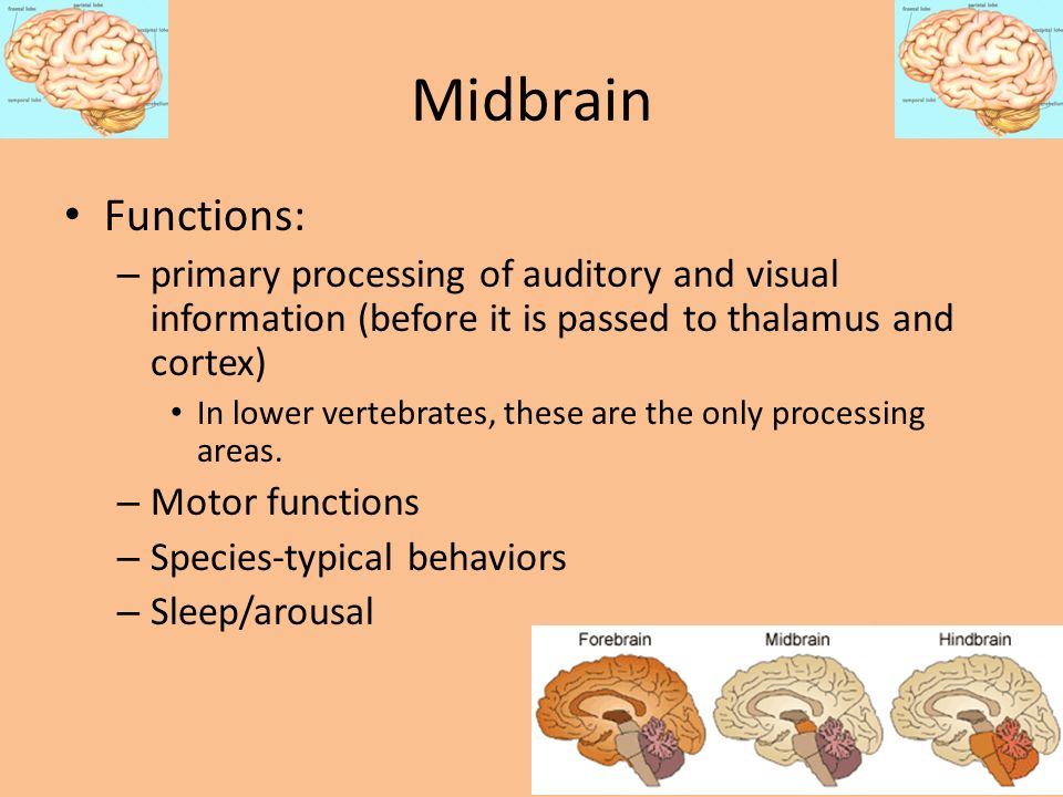 Midbrain Functions: primary processing of auditory and visual information (before it is passed to thalamus and cortex)