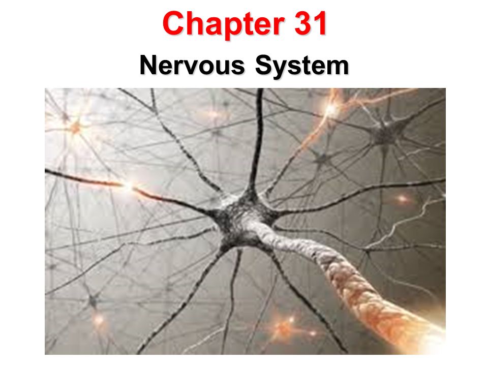 Chapter 31 Nervous System
