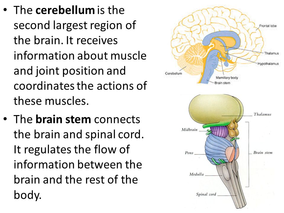 The cerebellum is the second largest region of the brain