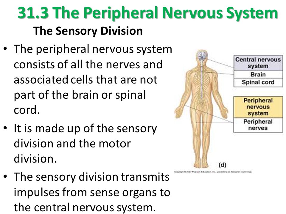 31.3 The Peripheral Nervous System