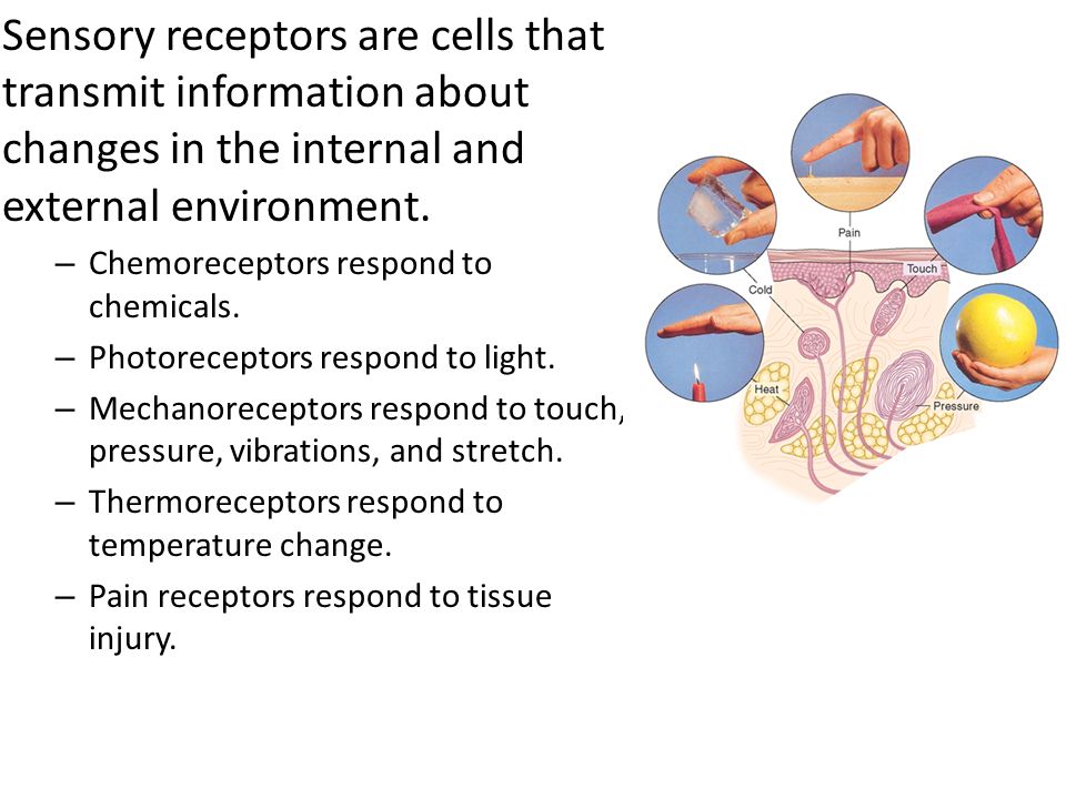 Sensory receptors are cells that transmit information about changes in the internal and external environment.