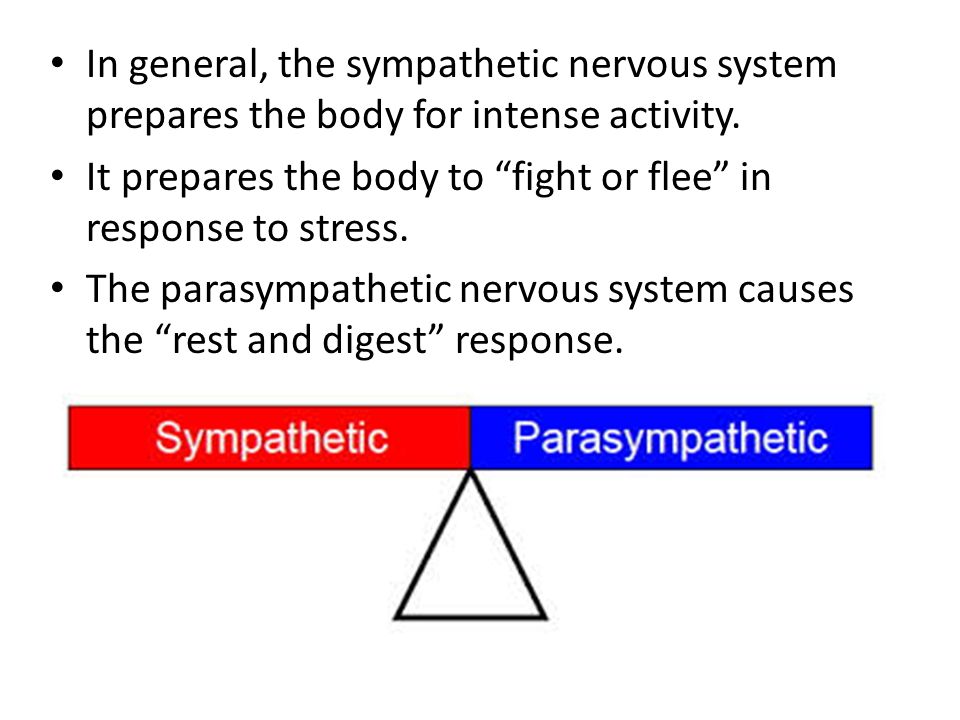 In general, the sympathetic nervous system prepares the body for intense activity.