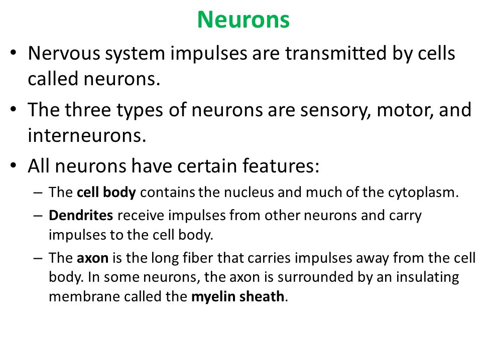 Neurons Nervous system impulses are transmitted by cells called neurons. The three types of neurons are sensory, motor, and interneurons.