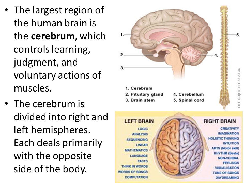 The largest region of the human brain is the cerebrum, which controls learning, judgment, and voluntary actions of muscles.