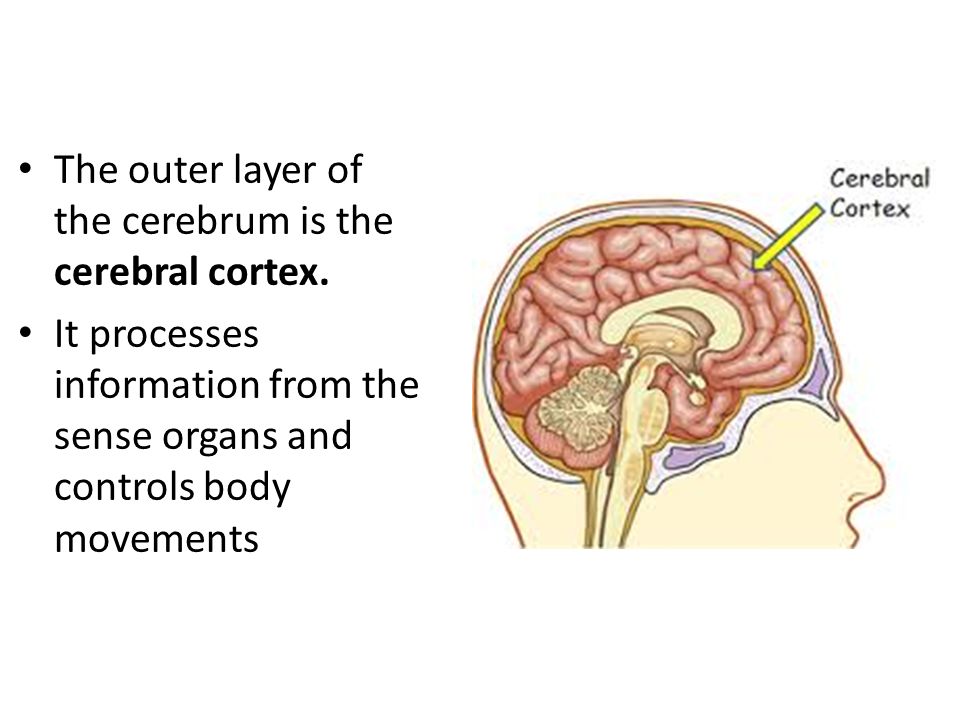 The outer layer of the cerebrum is the cerebral cortex.