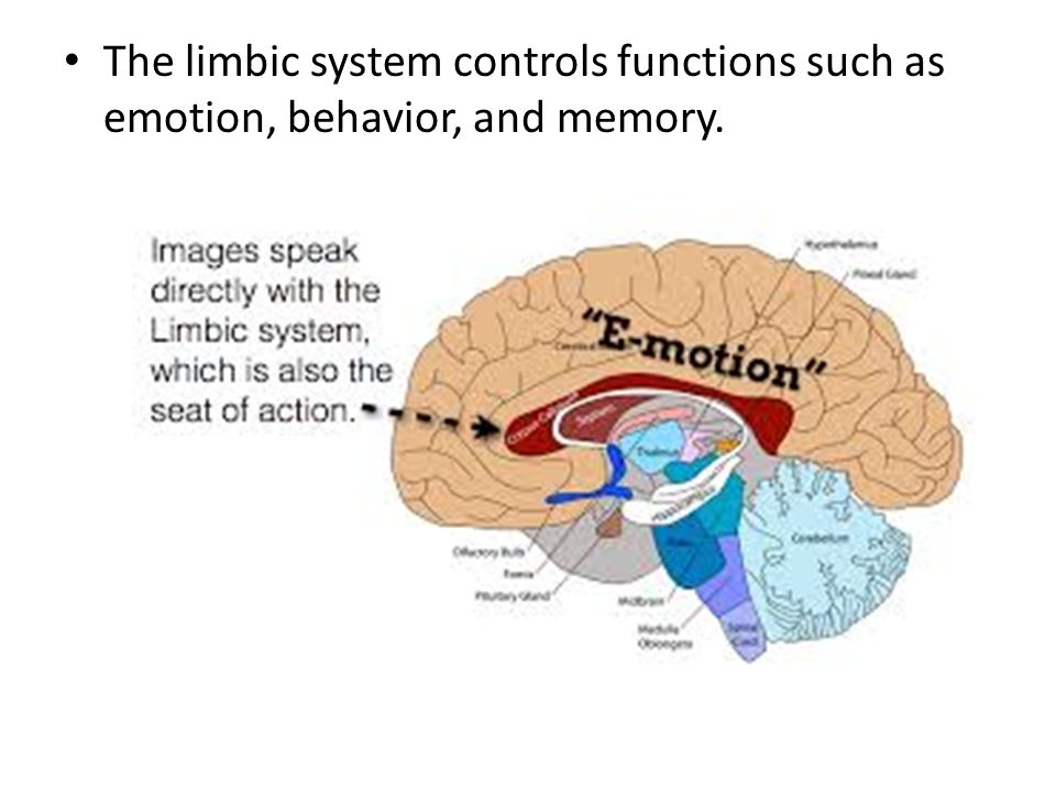 The limbic system controls functions such as emotion, behavior, and memory.