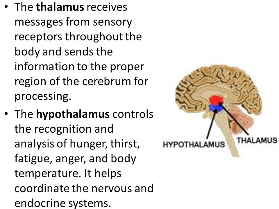 The thalamus receives messages from sensory receptors throughout the body and sends the information to the proper region of the cerebrum for processing.