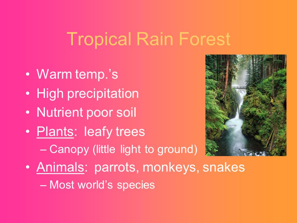 Tropical Rain Forest Warm temp.’s High precipitation