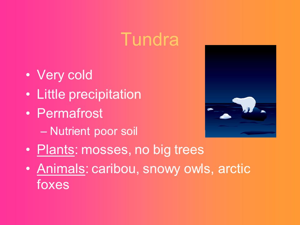 Tundra Very cold Little precipitation Permafrost