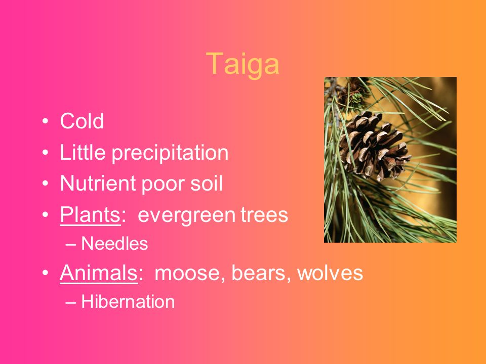 Taiga Cold Little precipitation Nutrient poor soil