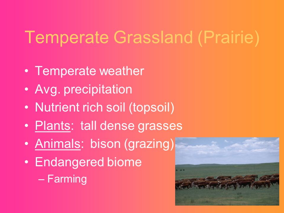 Temperate Grassland (Prairie)