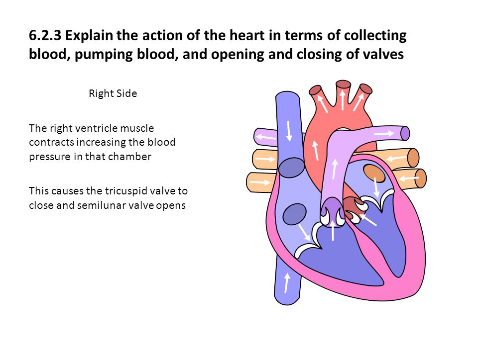 6.2.3 Explain the action of the heart in terms of collecting blood, pumping blood, and opening and closing of valves