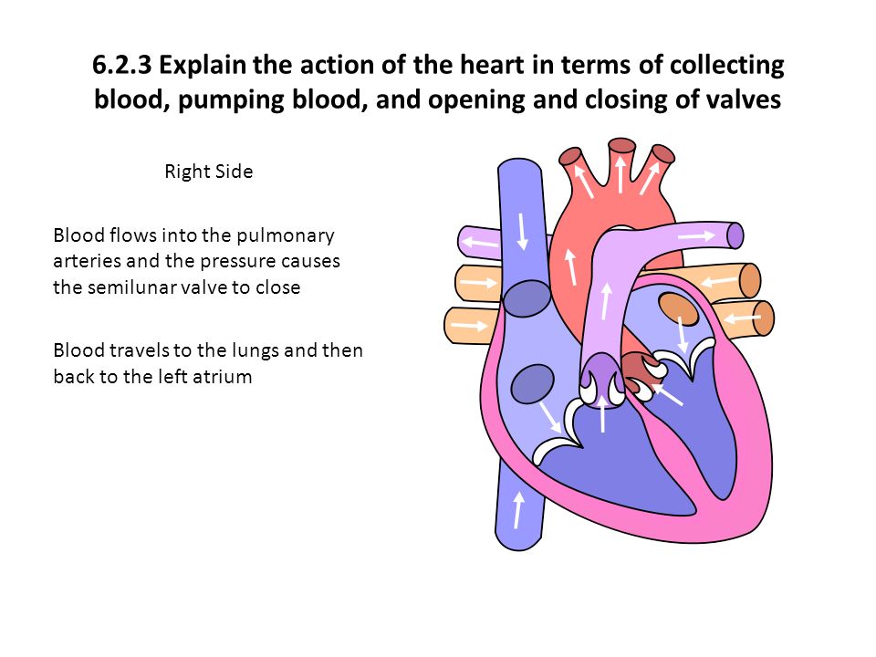 6.2.3 Explain the action of the heart in terms of collecting blood, pumping blood, and opening and closing of valves