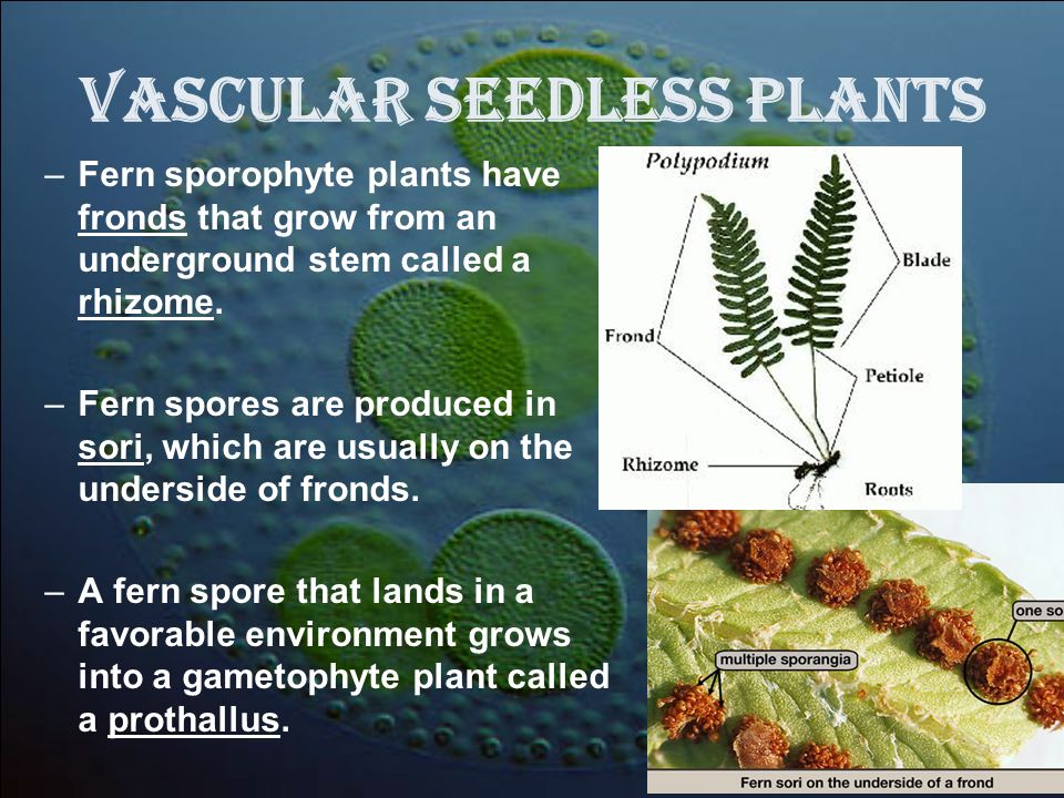 Vascular Seedless Plants