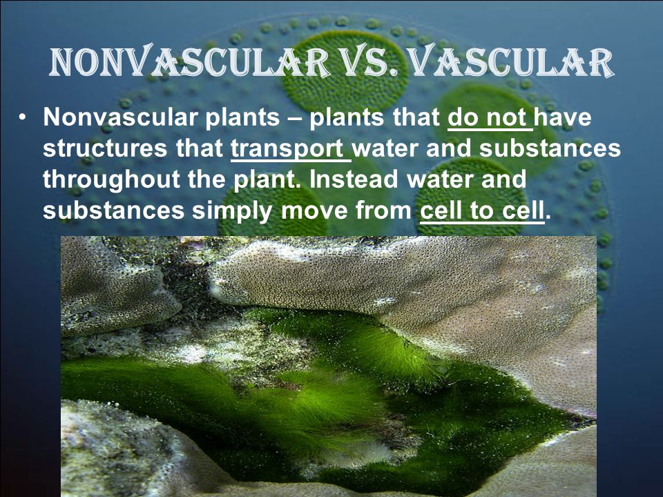 Nonvascular vs. Vascular